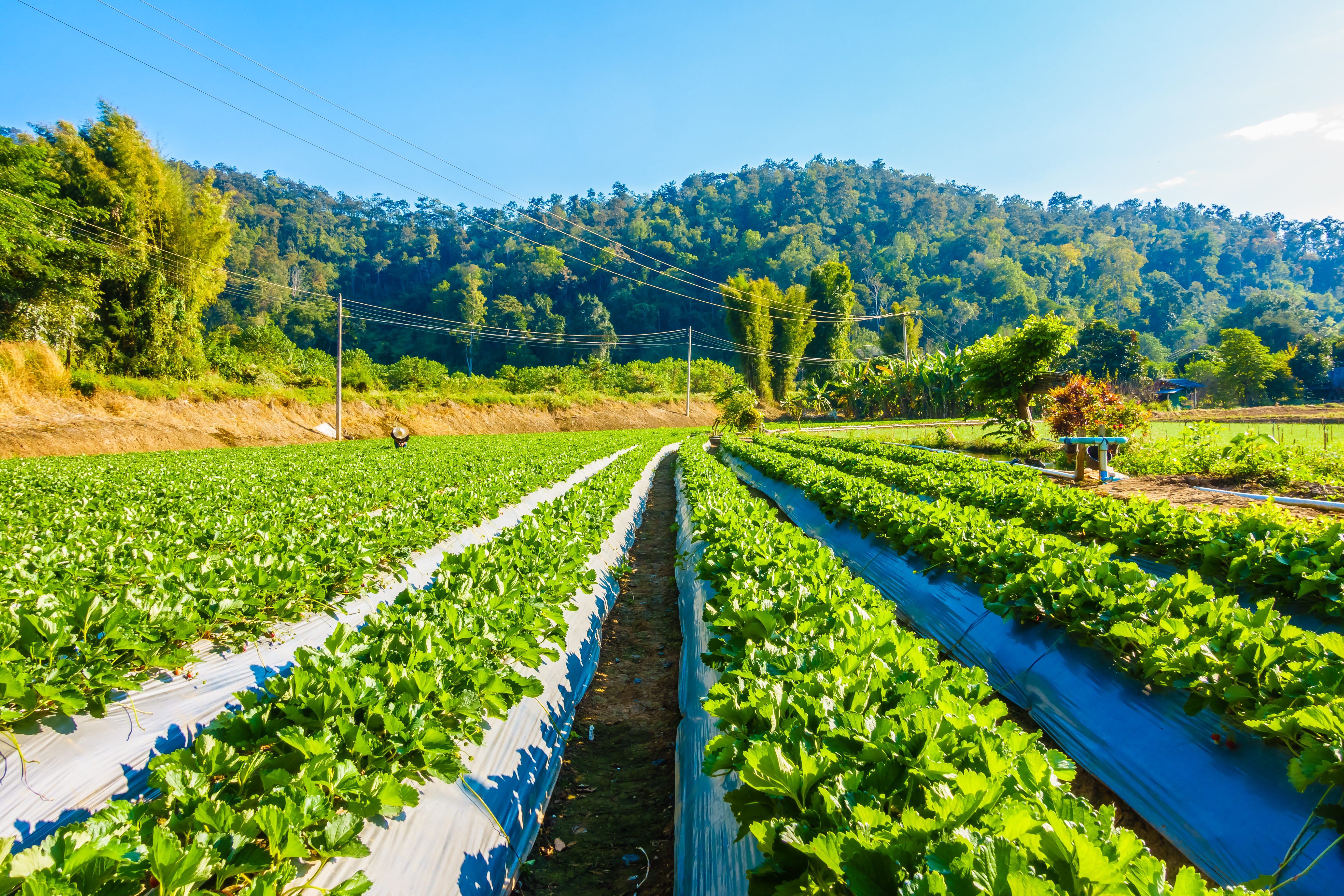 Tanzania Agriculture Overview